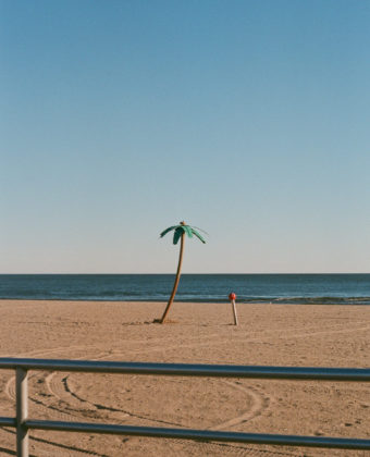 New York : Palmier